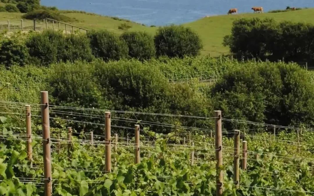 Røsnæs og Dyrehøj Vingård